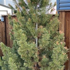 Photo of the plant species Swiss Pine by @JuicySpinach84 named Stella on Greg, the plant care app