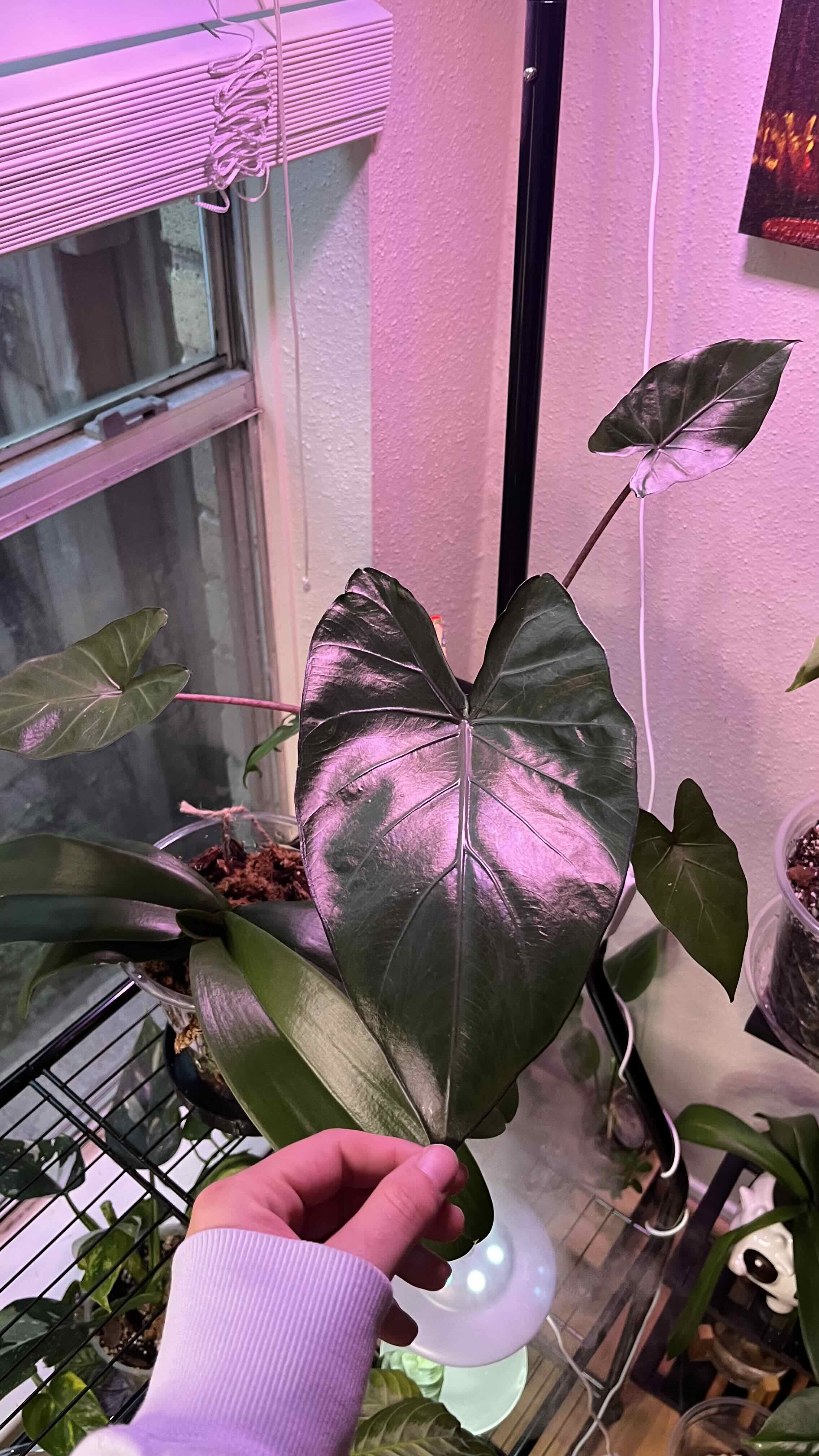 Photo of the plant species Alocasia 'Black Stem' by @imherplants named Lowe’s leaf on Greg, the plant care app