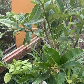 Photo of the plant species Buddha's Hand Citron by @BestRuby30 named Coco on Greg, the plant care app