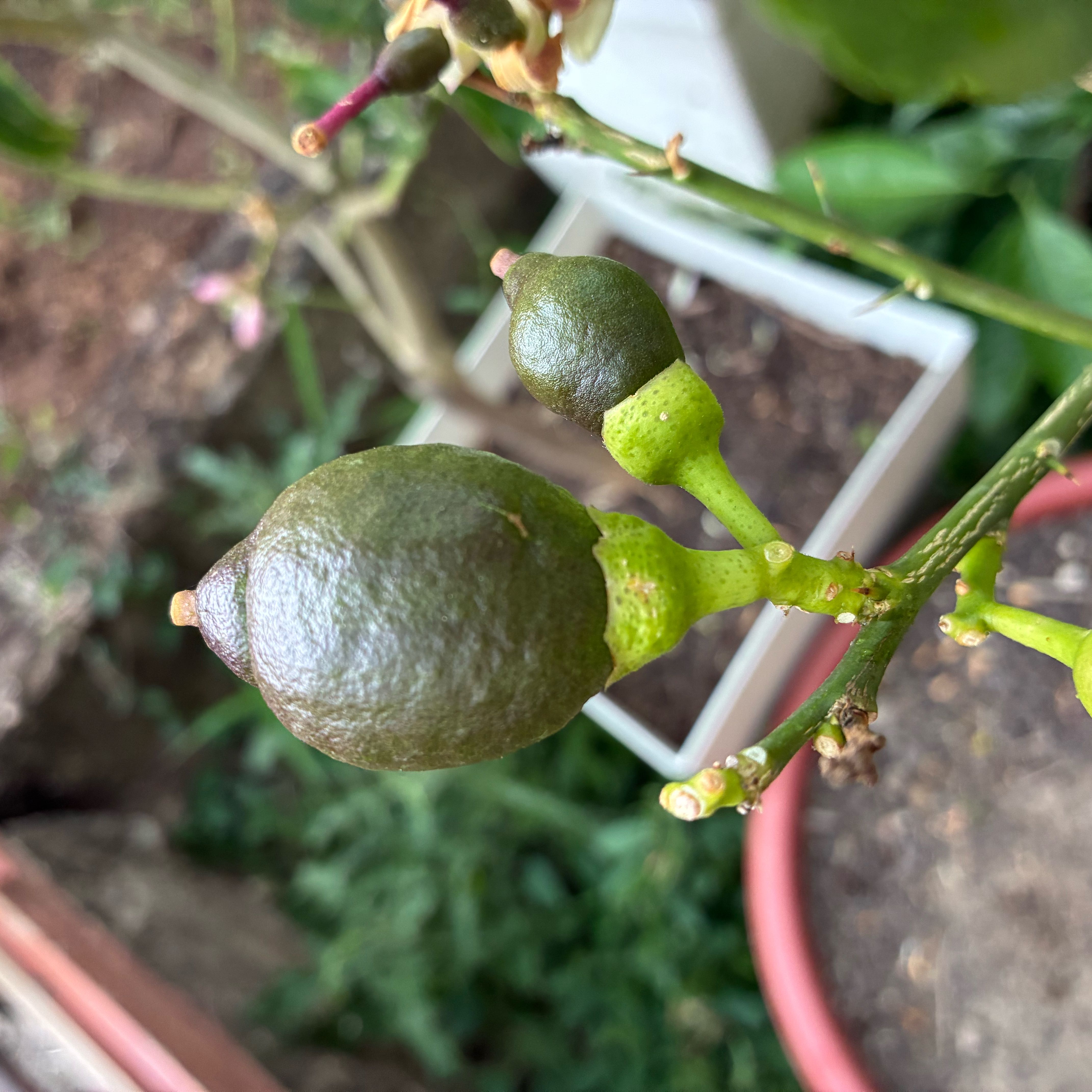 Photo of the plant species Ponderosa Lemon by @BestRuby30 named Terra on Greg, the plant care app