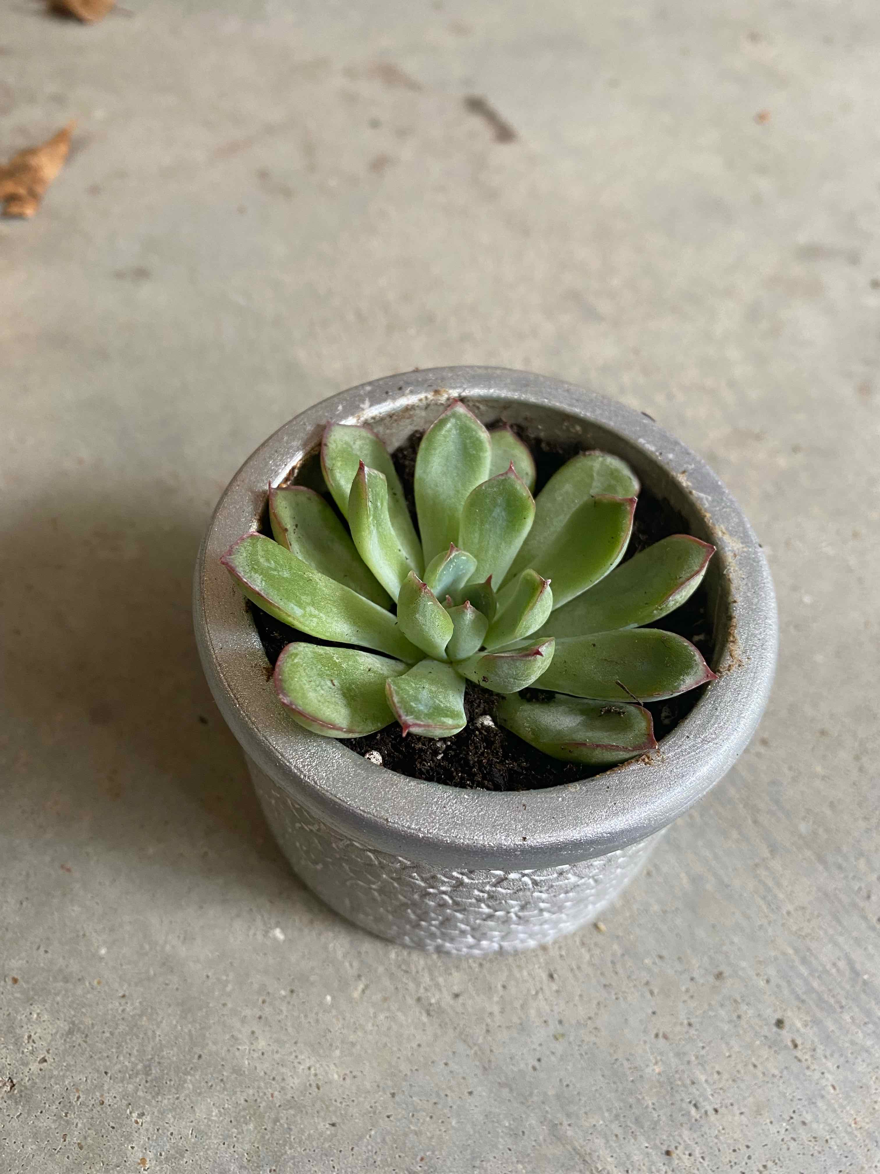 Potted Echeveria chihuahuaensis succulent with green leaves and red tips.