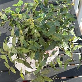 Photo of the plant species Bridal Veil by @NewAristaloe67 named Frank on Greg, the plant care app
