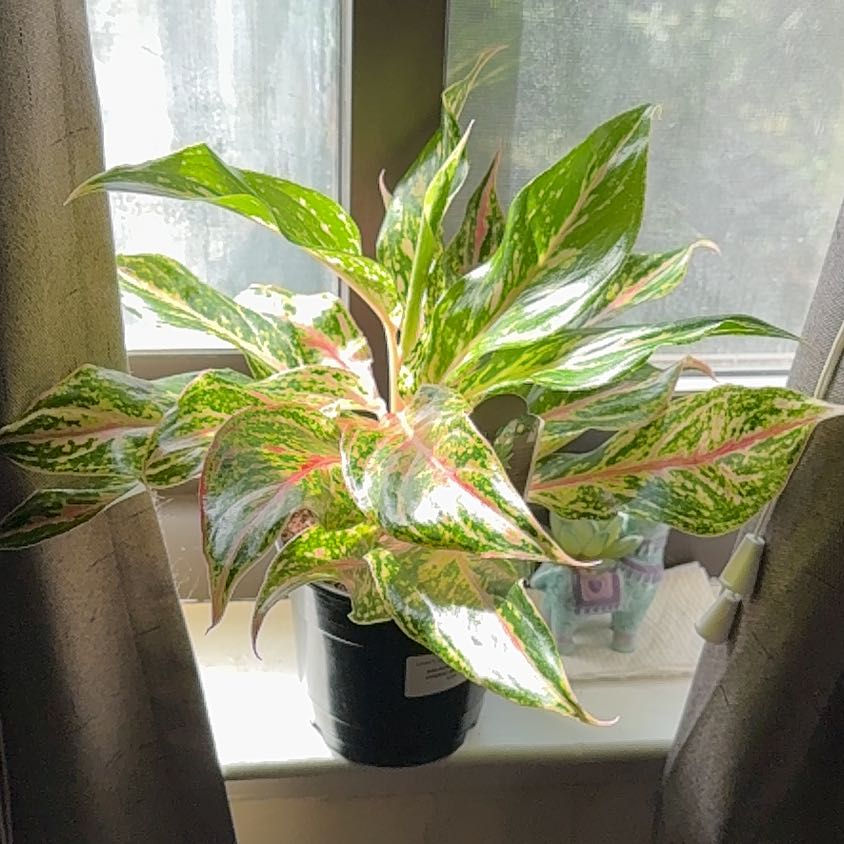 Photo of the plant species Aglaonema by @booksandplants named Rosa on Greg, the plant care app
