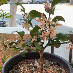 Photo of the plant species Dwarf Improved Meyer Lemon Tree by @Pricklyboba named Lisa on Greg, the plant care app
