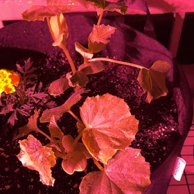 Photo of the plant species Japanese Cucumber by @Pricklyboba named Ni on Greg, the plant care app