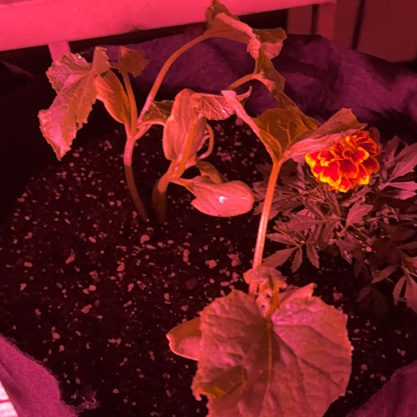 Photo of the plant species Japanese Cucumber by @Pricklyboba named San on Greg, the plant care app