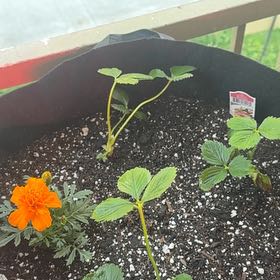 Photo of the plant species Seascape Strawberry by @Pricklyboba named Missy on Greg, the plant care app