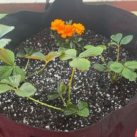 Photo of the plant species Seascape Strawberry by @Pricklyboba named Mitch on Greg, the plant care app
