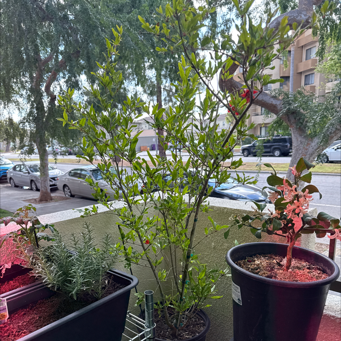 Photo of the plant species Wonderful Pomegranate by @Pricklyboba named Nancy on Greg, the plant care app