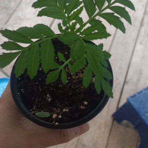 Photo of the plant species Tomato 'Black Krim' by @ExpertPuka16 named Bammies on Greg, the plant care app
