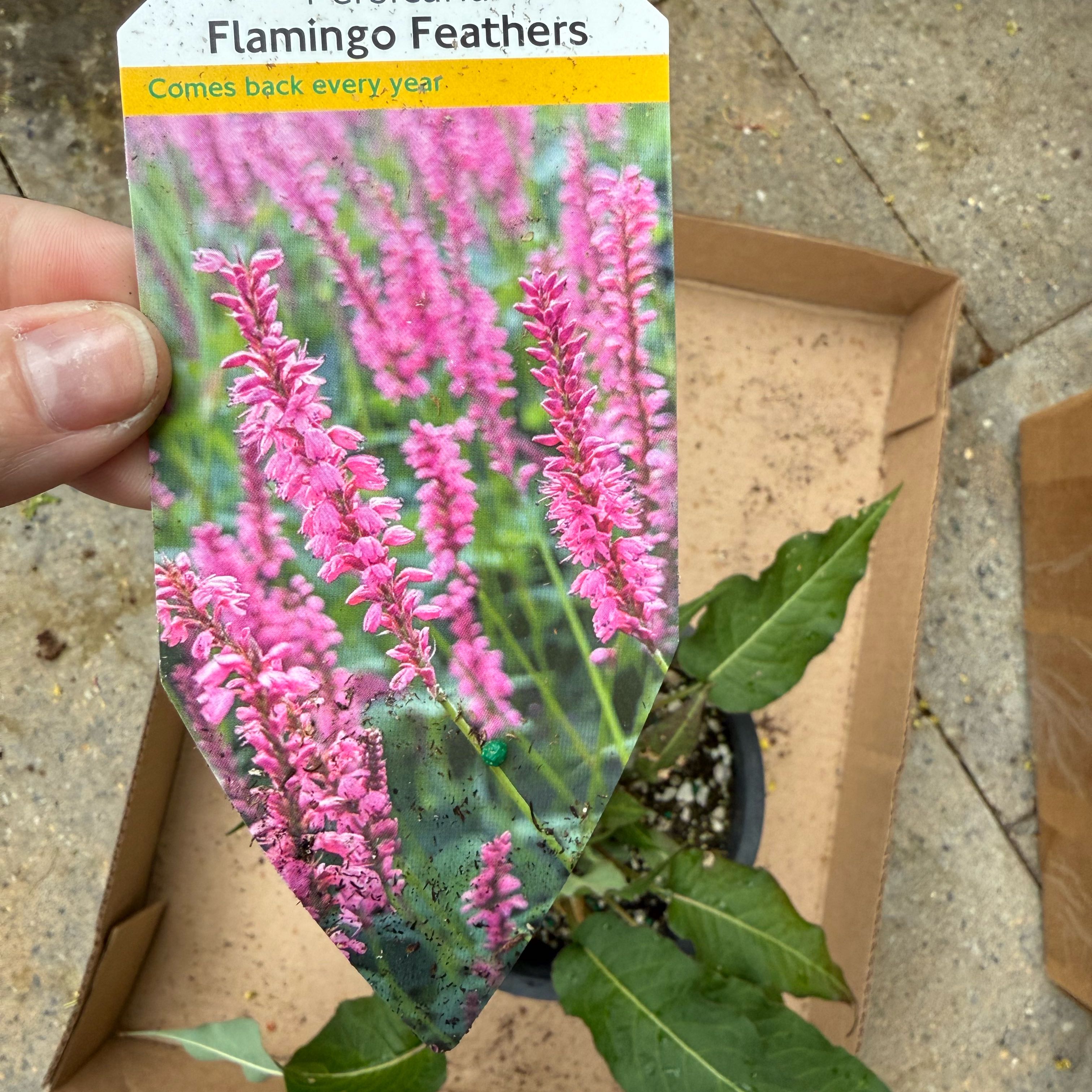 Photo of the plant species Mountain Fleece by @AlluringRedhill named Marley on Greg, the plant care app