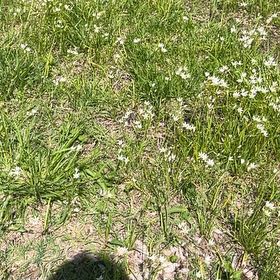Photo of the plant species Virginia Springbeauty by @PoliteNeslia89 named Sanders on Greg, the plant care app