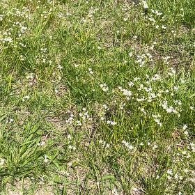 Photo of the plant species Spring Draba by @PoliteNeslia89 named Rainier on Greg, the plant care app
