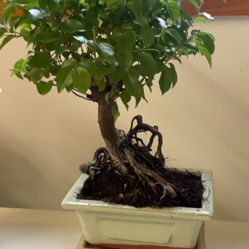 Photo of the plant species Chinese Sweet Plum by @MotherSmokebush named 爱 on Greg, the plant care app