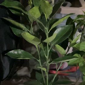 Photo of the plant species Washington Naval Orange by @CivicTawa43 named Doja Cat on Greg, the plant care app