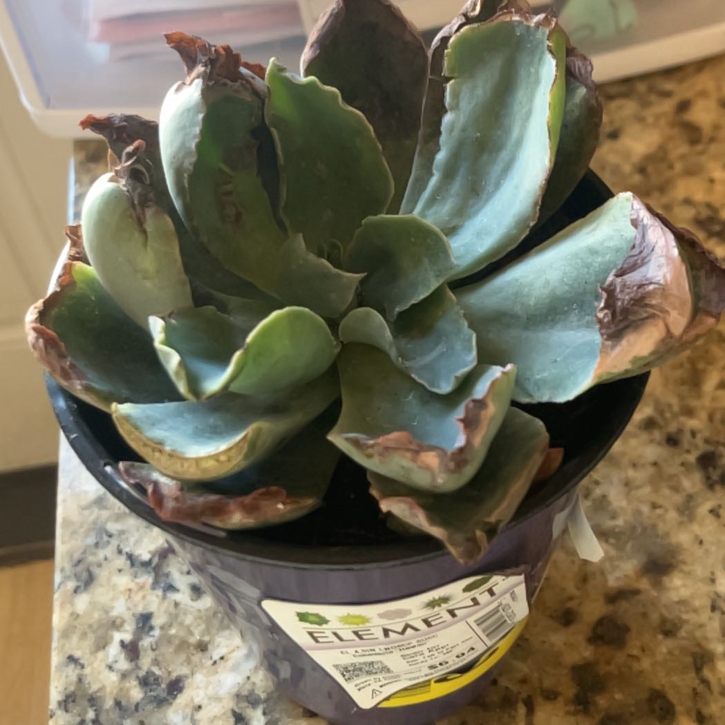 Photo of the plant species Echeveria Hawaii by @PoetLemon95 named Flounder on Greg, the plant care app