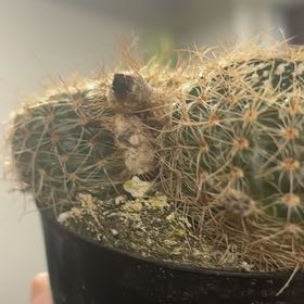 Jim