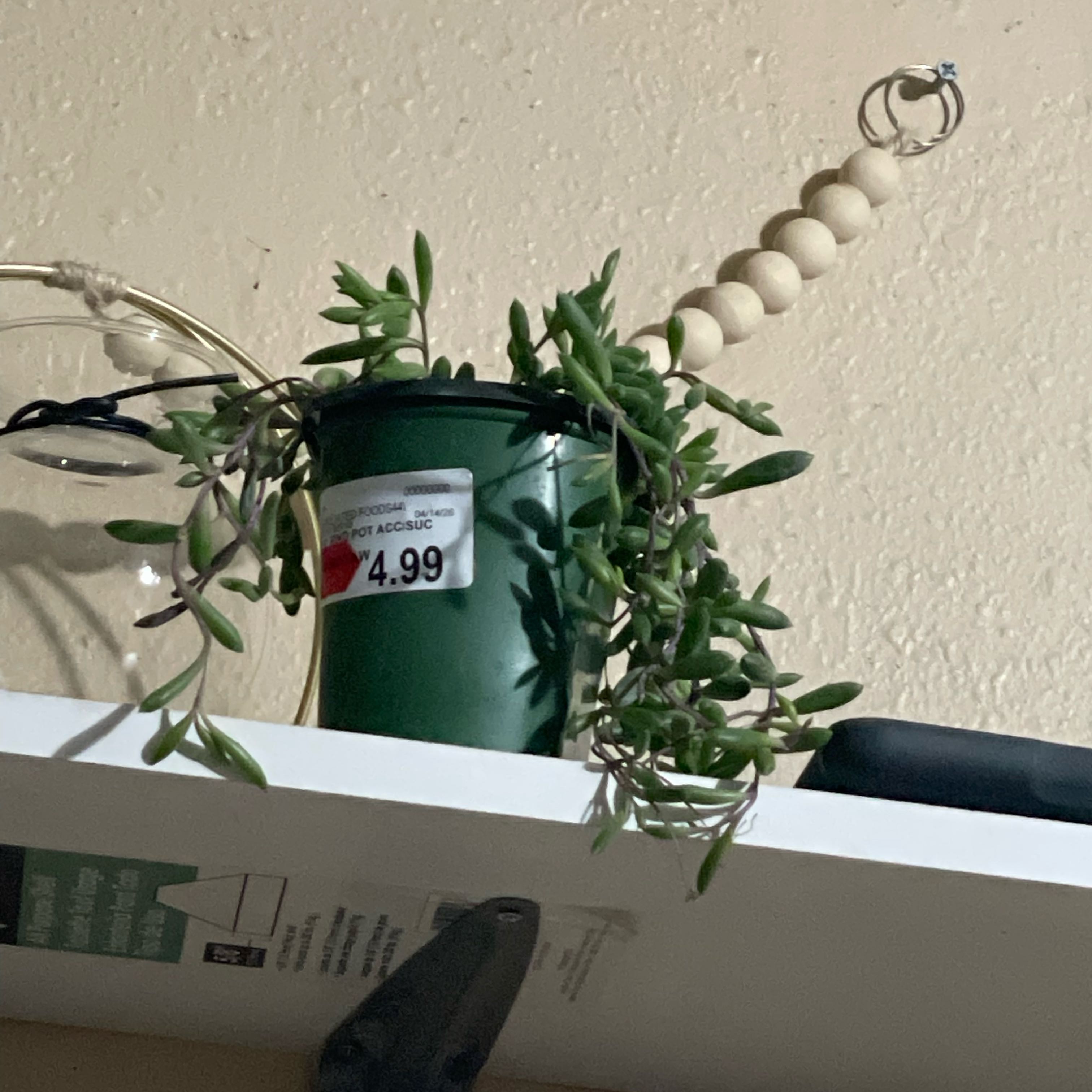 Photo of the plant species Senecio Purple Flush by @StockyPinetree named Wall-E on Greg, the plant care app