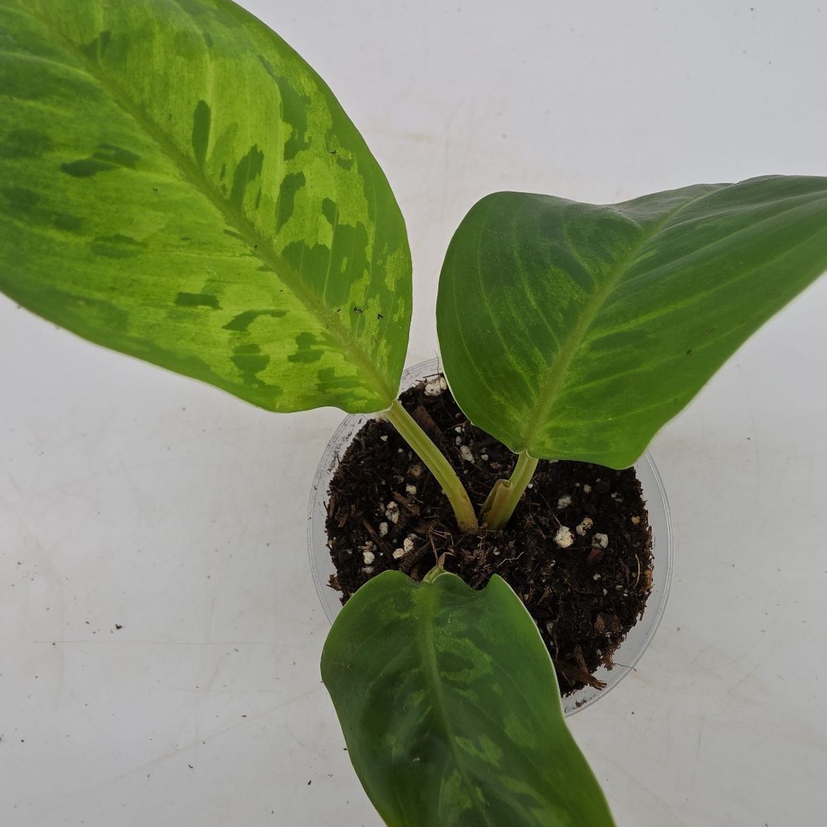 Photo of the plant species Homalomena 'Camouflage' by @StockyPinetree named Sarge on Greg, the plant care app