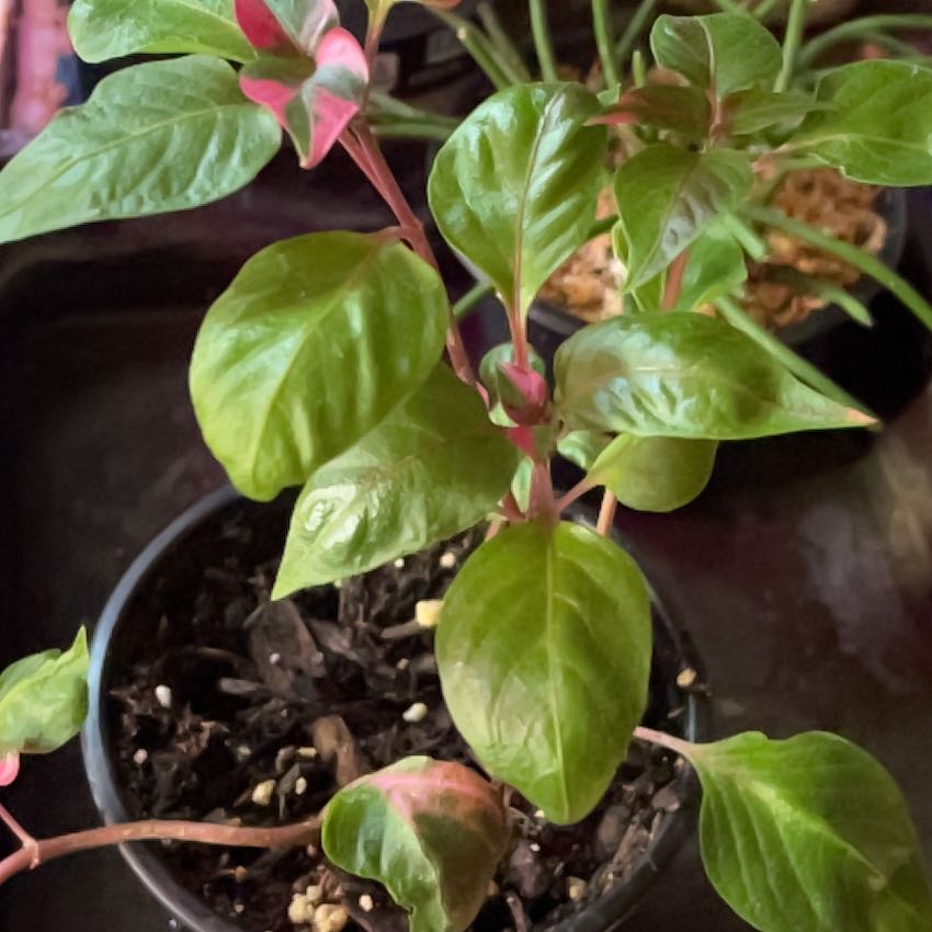 Photo of the plant species Party Time Alternanthera by @StockyPinetree named Fiesta on Greg, the plant care app