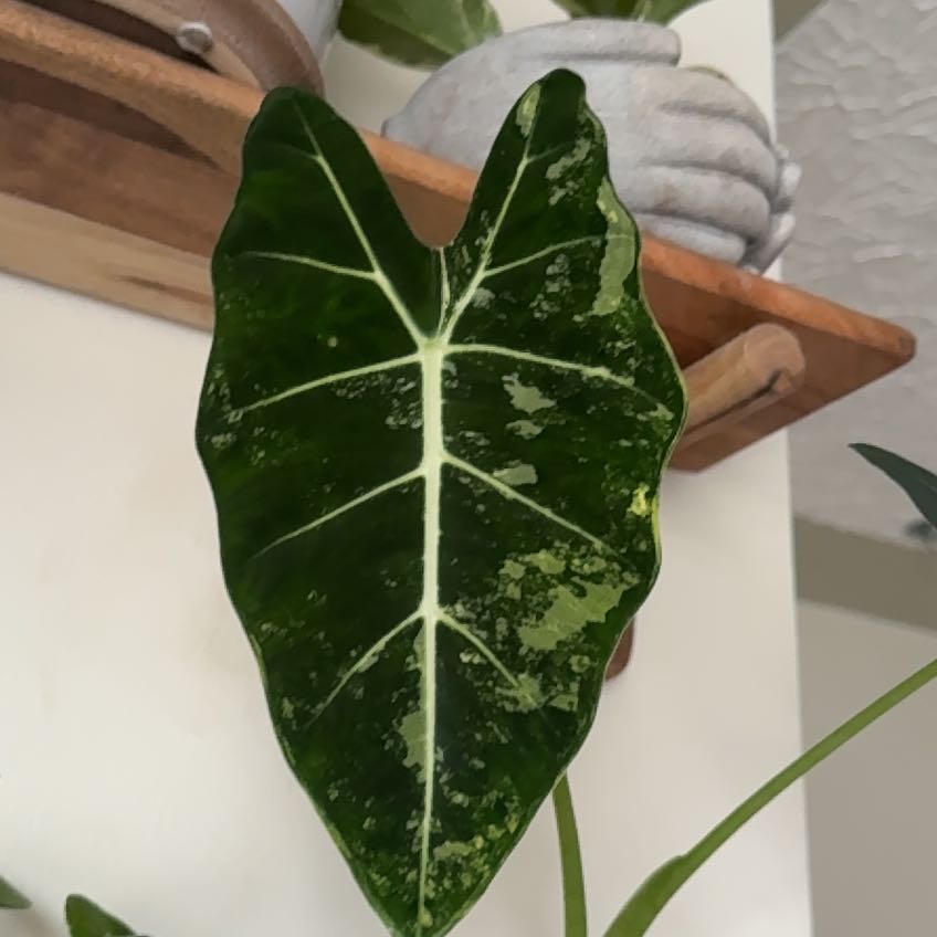 Photo of the plant species Alocadia Frydek Aurea by @GoldSmallonion named Leaf Erickson on Greg, the plant care app