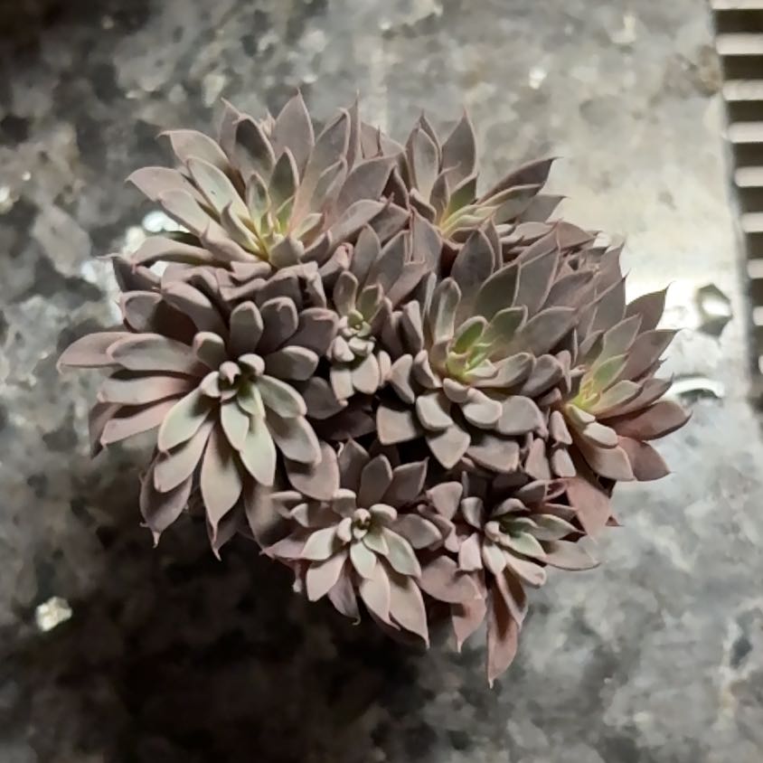 Photo of the plant species San Francisco River Leatherpetal by @BrotherBanana38 named Peter Parker on Greg, the plant care app