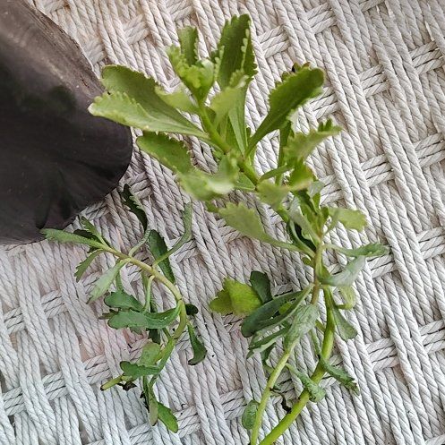 Photo of the plant species American Parsley Fern by @RobustCat91 named Sigmund on Greg, the plant care app