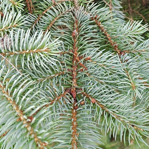 Photo of the plant species Blue Spruce by @RobustCat91 named Einstein on Greg, the plant care app