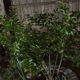 Photo of the plant species Crape Myrtle by @WarmRuby33 named Coco on Greg, the plant care app
