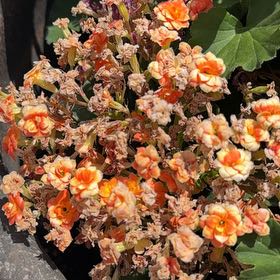 Photo of the plant species Sand Pygmyweed by @TutorSourwood93 named Lavender on Greg, the plant care app
