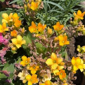 Photo of the plant species Common Gorse by @TutorSourwood93 named Demi on Greg, the plant care app