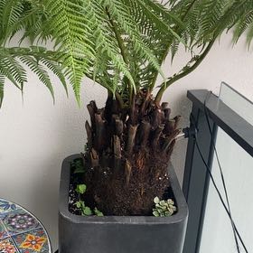 Photo of the plant species Australian Tree-Fern by @MeekGoldentorch named Hamilton on Greg, the plant care app