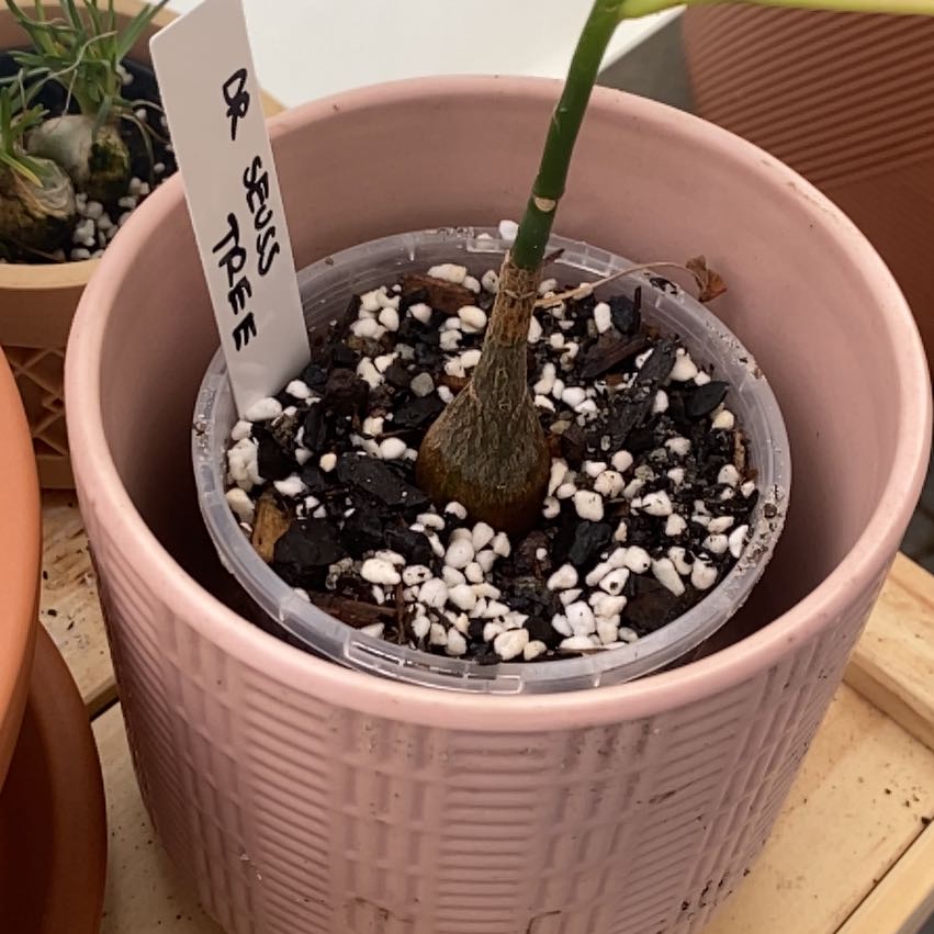 Photo of the plant species Shaving Brush Tree by @MeekGoldentorch named Zeus on Greg, the plant care app