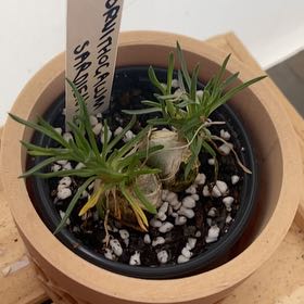 Photo of the plant species Ornithogalum sardienii by @MeekGoldentorch named Morgan Treeman on Greg, the plant care app