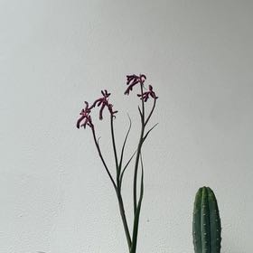 Photo of the plant species Kangaroo Paw 'Joe Joe Red' by @MeekGoldentorch named Gates on Greg, the plant care app