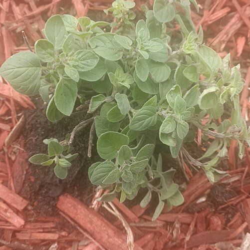 Photo of the plant species Variegated Sweet Marjoram by @FreshAuzzieHerb named LiloStitch on Greg, the plant care app