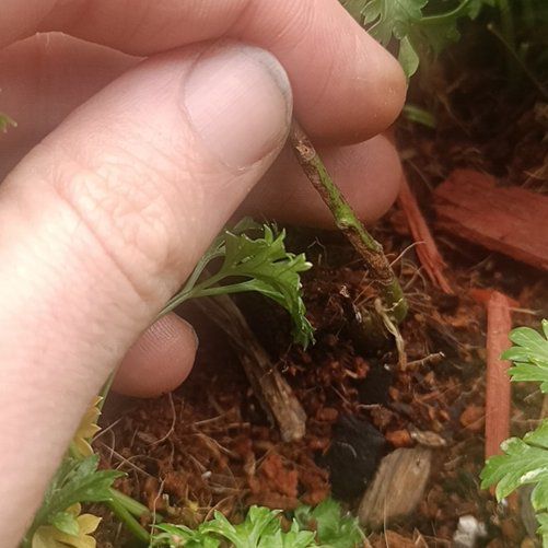 Photo of the plant species avocado seed by @FreshAuzzieHerb named Girlfrond on Greg, the plant care app