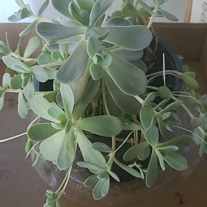 Photo of the plant species Chinese Dunce Cap 'Album' by @DreamyMelon63 named Dunce Cap on Greg, the plant care app