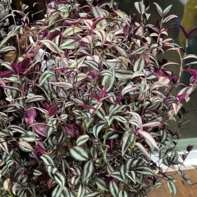 Photo of the plant species Tradescantia Zebrina Quadricolor by @RelaxedRichweed named Hamilton on Greg, the plant care app