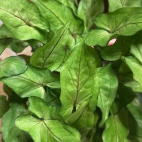 How to Care for Syngonium 'Falling Arrows Ruby Reign': Mastering Water