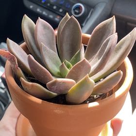 Photo of the plant species Graptoveria Juliana by @RuggedCapemay29 named Julie Winston on Greg, the plant care app