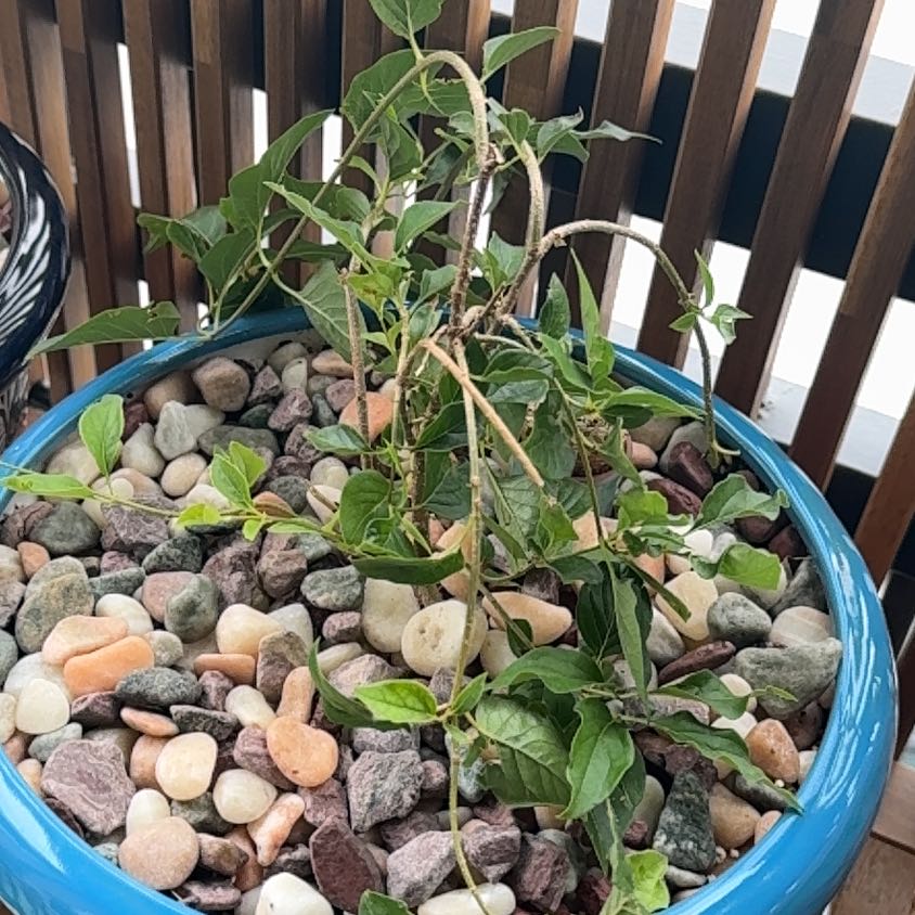 Photo of the plant species Miss kim lilac by @JazzedSedge57 named Gomez on Greg, the plant care app
