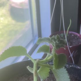 Photo of the plant species Dwarf Oregano by @AceCentro72 named Girlfrond on Greg, the plant care app