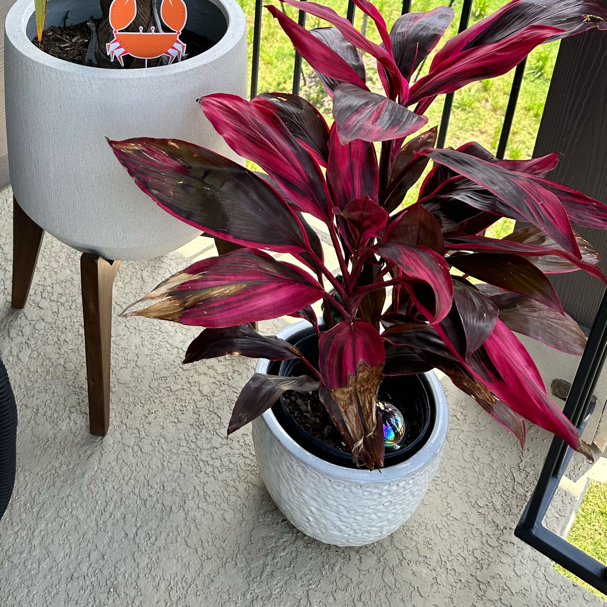 Photo of the plant species Hawaiian Ti Plant 'Florica' by @BTUchaser named Marie Curie on Greg, the plant care app