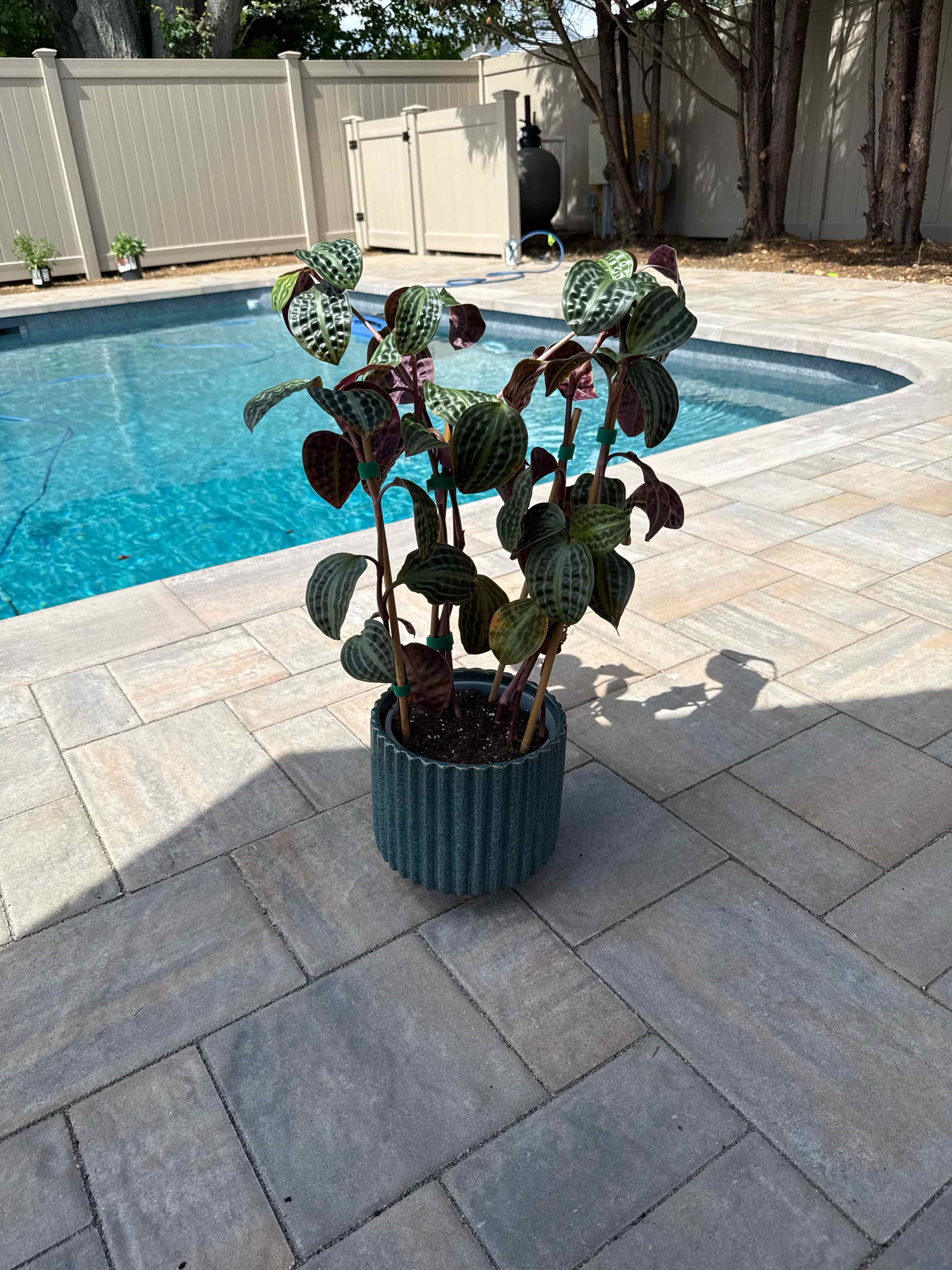 Photo of the plant species Jungle diva 'Roxie' by @PoshLovelygreen named Sproutacus on Greg, the plant care app