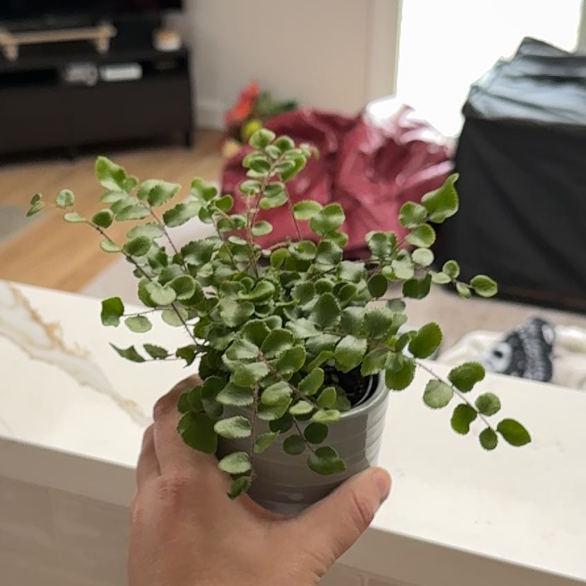 Photo of the plant species Button fern by @PoshLovelygreen named Fernie Saunders on Greg, the plant care app