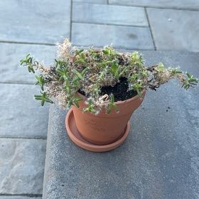 Photo of the plant species Miniature Desert Rose by @PoshLovelygreen named Beckham on Greg, the plant care app