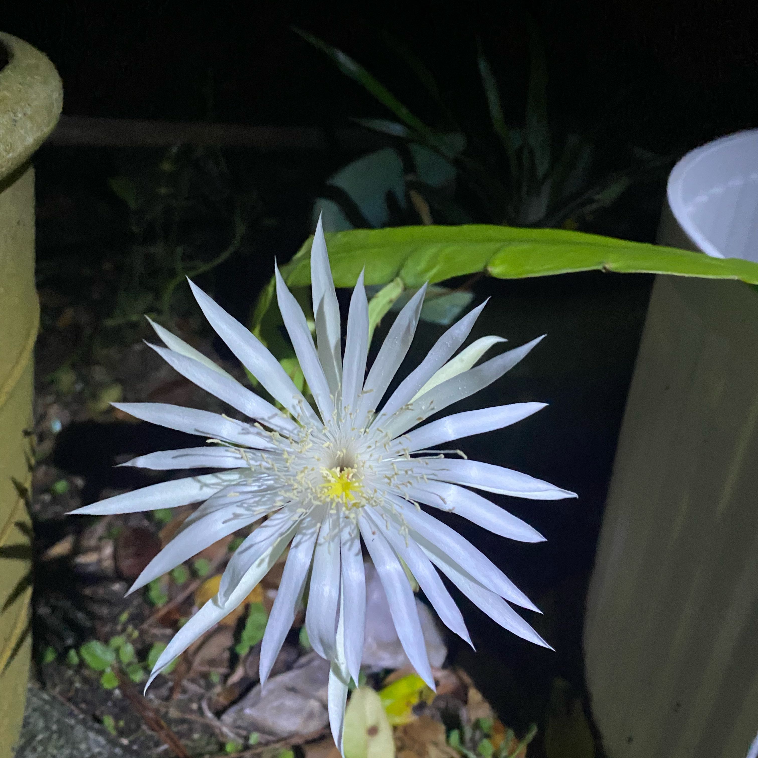 Photo of the plant species Mexican Night-Bloom Cereus by @SmileyBibi55 named Daphne on Greg, the plant care app