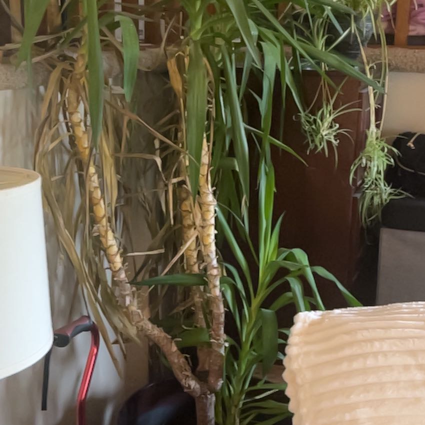 Photo of the plant species Bulbous Bluegrass by @BigFanpalm88 named Dax on Greg, the plant care app
