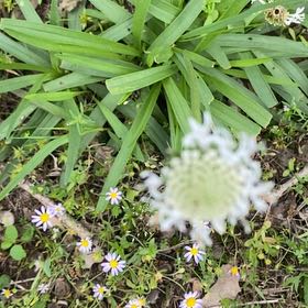 Photo of the plant species Hare-Foot Plantain by @ConvincingKoa14 named Leaf Erickson on Greg, the plant care app